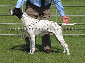 BOB, DCC, 1st Limit Dog